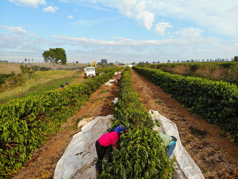 セラード珈琲が独自の研究とノウハウで取り組む、コーヒー2050年問題