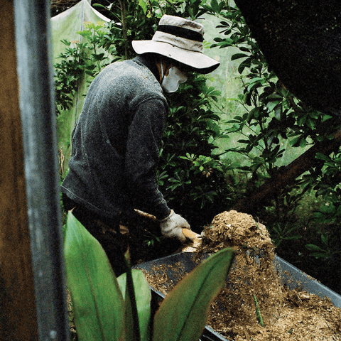 日本がコーヒー生産国になる日